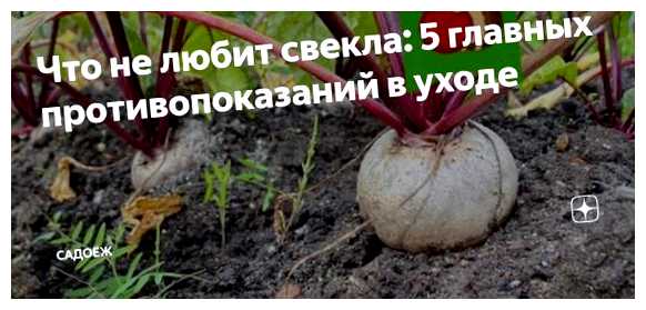 Что не любит свекла