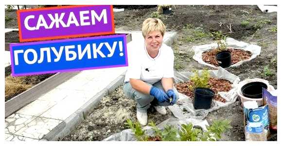 Как правильно сажать голубику осенью
