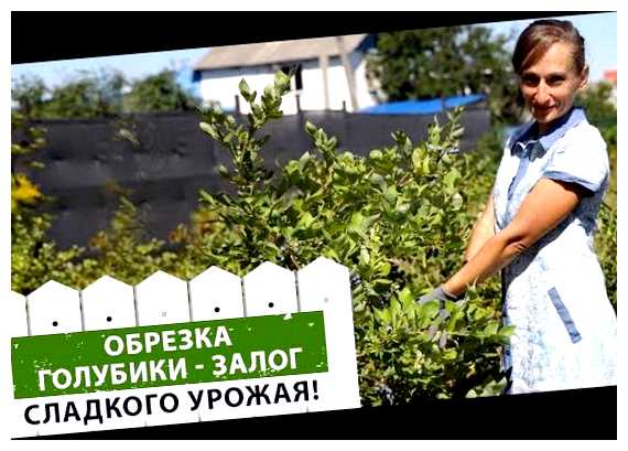Как сформировать куст голубики