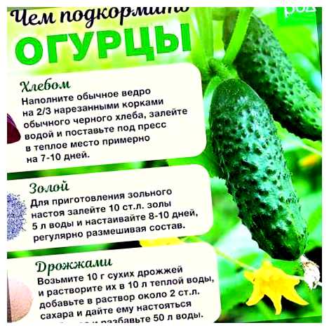 Как ускорить рост огурцов в открытом грунте