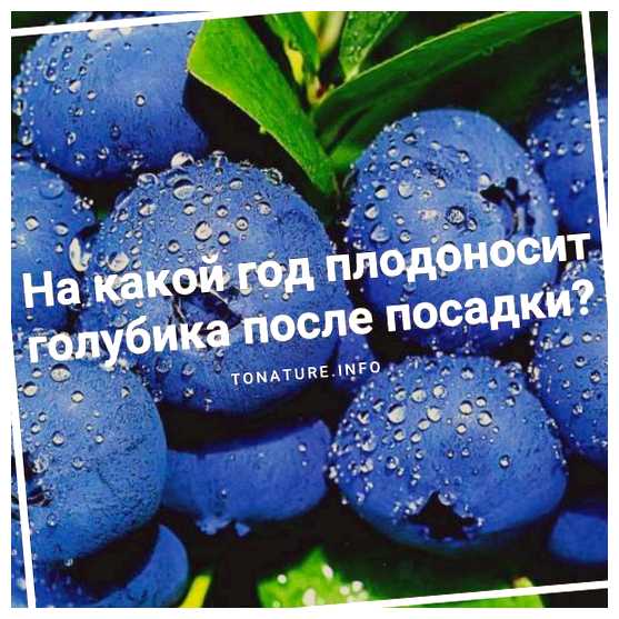 Когда начинает плодоносить голубика после посадки